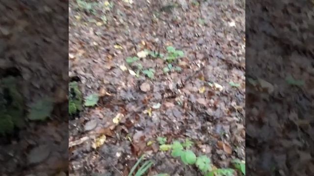 Гриби  Закарпаття.