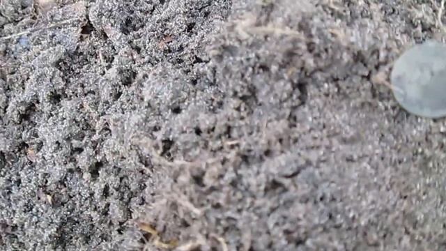 ЛЕС МОНЕТ ПРОДОЛЖАЕТ РАДОВАТЬ