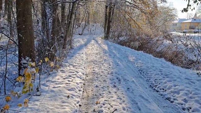 Последний день осени. Попытка найти грибы под снегом.30.11.2023г.