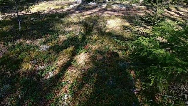 Красота леса 🌲🌲🌲...по грибы с Максом 🐕🐾🐾🚶👣🌲 🌲👀📸👍