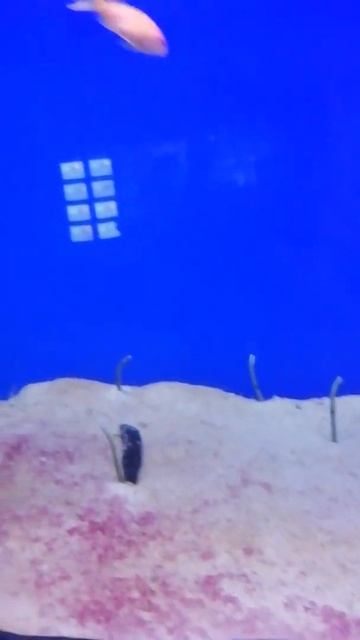 Московский Москванариум