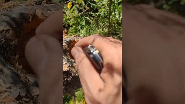 Як лікувати дерево коли утворилося дупло.