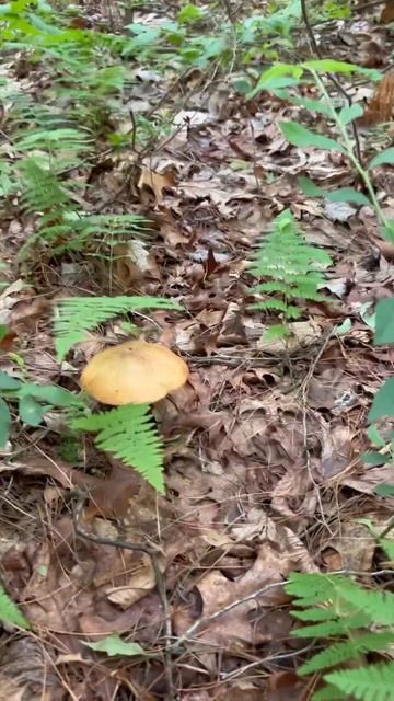 Грибочки- маслюки.