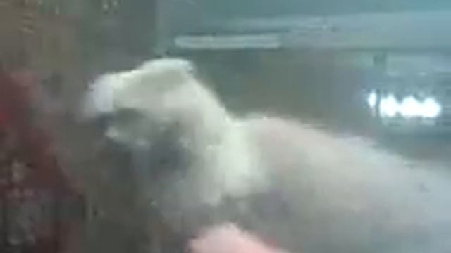 Автомат Стиф