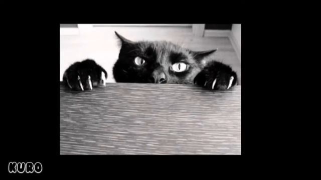 Meow;