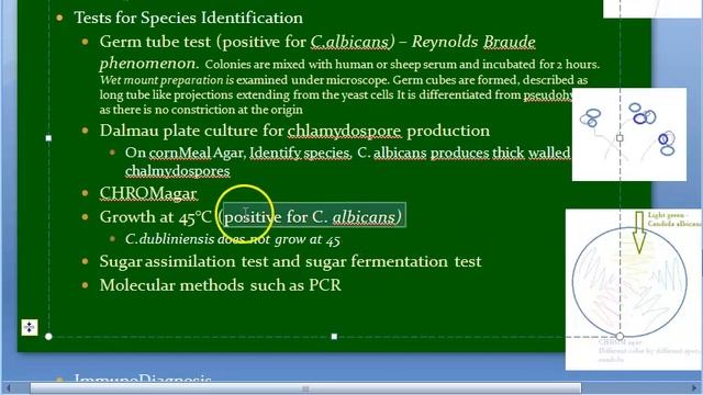 Microbiology 585 C Candida SDA Agar Germ Tube Test Reynolds Braude Phenomenon CHROM Agar