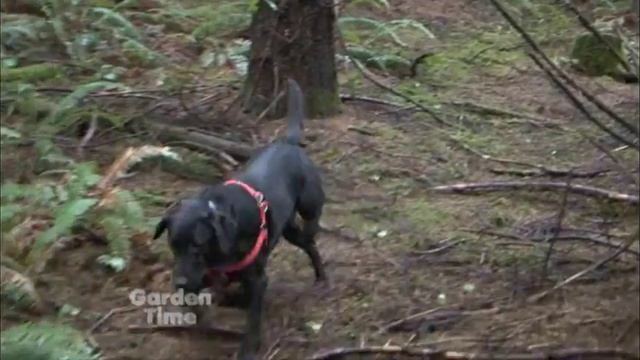 Truffle Hunting