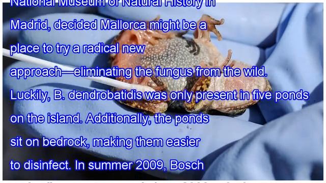Biologists Wipe Out Toad-killing Fungus On A Spanish Island