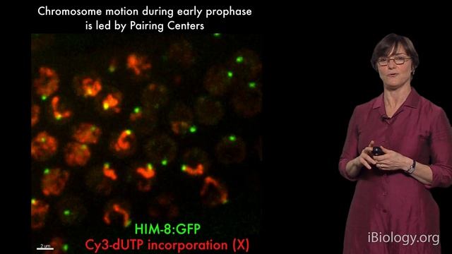 Abby Dernburg (UC Berkeley / LBNL / HHMI) Part 3: The Role Of Dynein In Chromosome Pairing