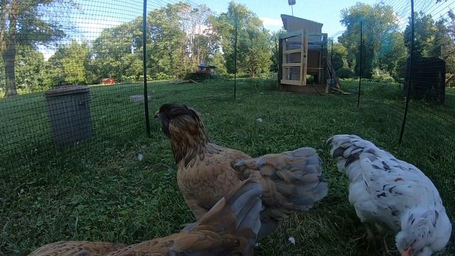 Easter Egger Chickens Grazing [Part 2 Of 5]