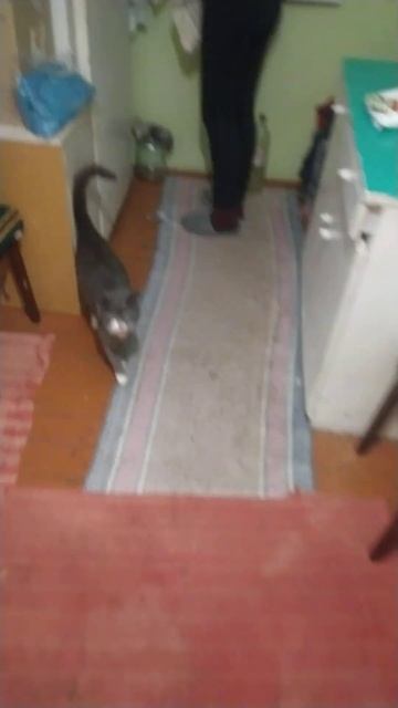 Ждем ужин с котом