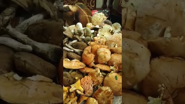 ГРИБИ / ГРИБЫ : Краса,но нє?)))