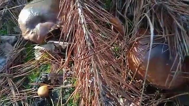 Тихая охота!//Грибы!