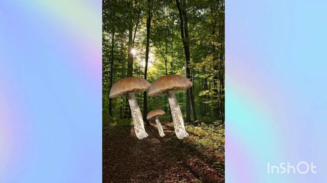 ИСТОРИЯ ГРИБА 3 ЧАСТЬ//SENOPICK