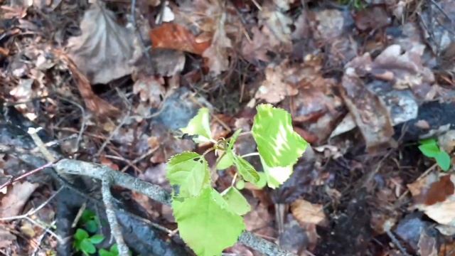 Похід за грибами🍄: Радість знаходження в лісі Карпат (20.06.2023)