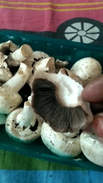 #mushrooms #shorts