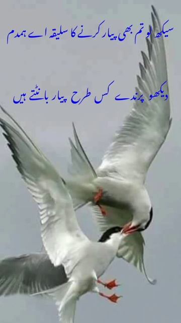 #urdupoetry #urdushayari #urdustatus #urdu #sadpoetry #poetry #shayari #urdughazal