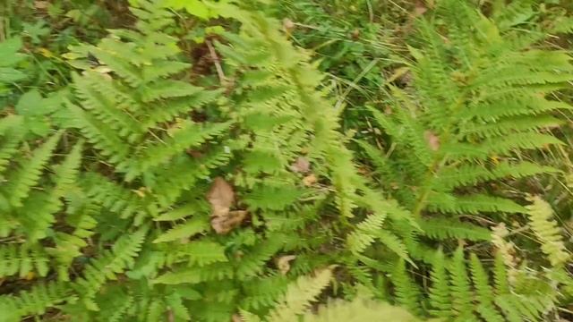 пошли за грибами, заблудились немного 1часть