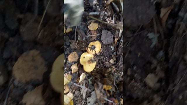 В ЛЕС ПО ГРИБЫ--ОСЕНЬ 2023 г.(4)