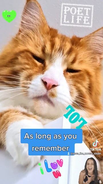 Here Is Some Poetry To Start Your Day ✨️ 😺 Love You All, My Friends 💖#catpoetry #cat  #catvideos