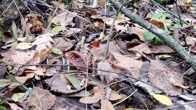 #Грибалка 🍄- #Грибы в Лесу и Дикая  Природа Украины Nature Life & #Mushrooms Of Ukraine 4k Video