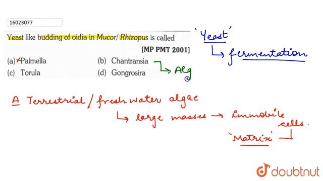 Yeast Like Budding Of Oidia In Mucor/Rhizopus Is Called  | 11 | FUNGI | BIOLOGY | ERRORLESS  | D...
