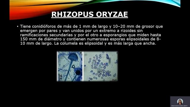 Video De RHIZOPUS ORYZAE