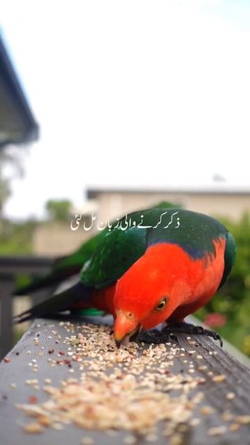 A745901dbce66664463f11f7a15d397d