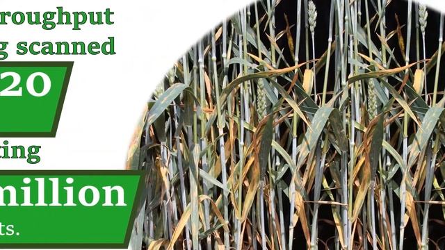 Precision Phenotyping Reveals Novel Loci For Quantitative Resistance To Septoria Tritici Blotch