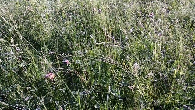 Подосиновики у дома🤠