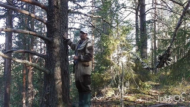 Тихая охота за грибами , рано утром журавли улетели