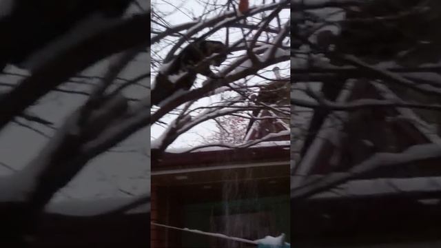 С первым снежком !18 ноября