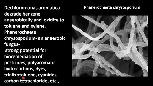 17. Zoology | Microbes In Human Welfare | Anaerobes In Bio Remediation