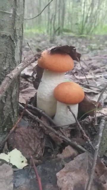 Сказочный лес!Грибы красавцы.Тихая охота.