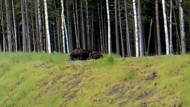 южноприобское месторождения