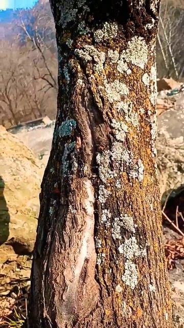 LICHEN ON STEM