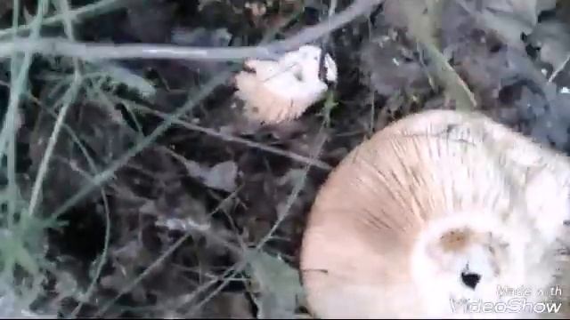 В лес за грибами .