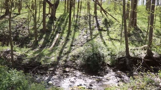 Mushroom Hunting In Ohio 🍄~ Finding Edible Morels ~ Hunt For Mushrooms With Me