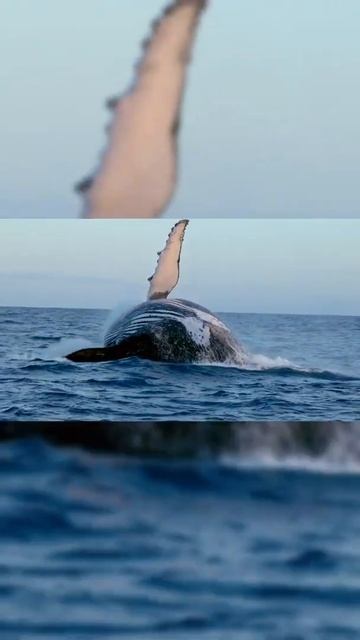 Huge, Poetic, Romantic! The Tenderness Of Whales Is Real And Shocking!