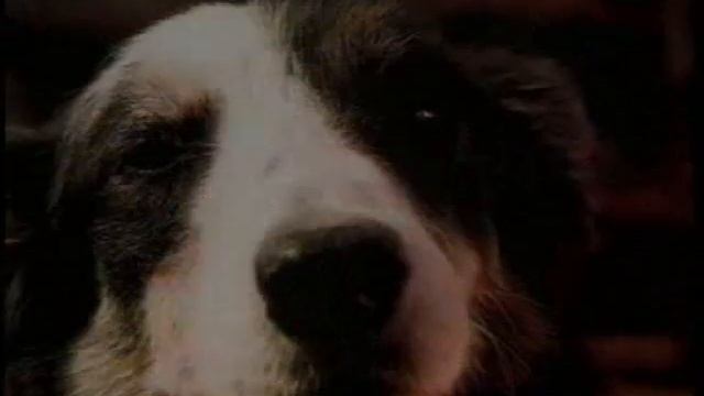 Лучший ролик всех времен и народов из коллекции НПР