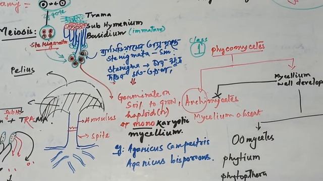 NEET FUNGI KINGDOM CLASS NOTES