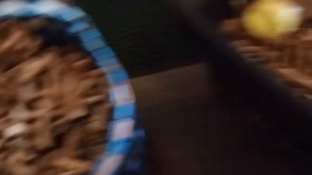 сбор осенних опят.