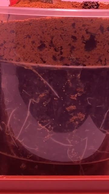 Как работает Trichoderma + Bacillus Subtilis?