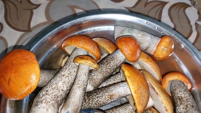 Итог грибалки 26 июня