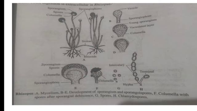 Rhizopus| Botany | Malayalam |MG University |