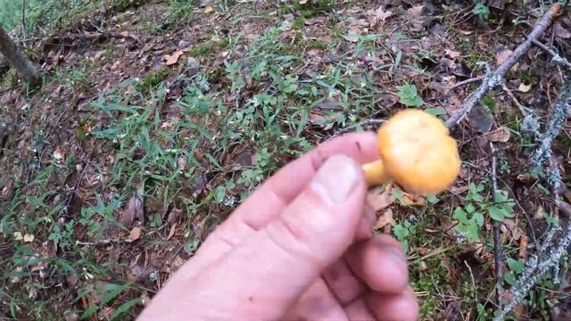 В лес за грибами