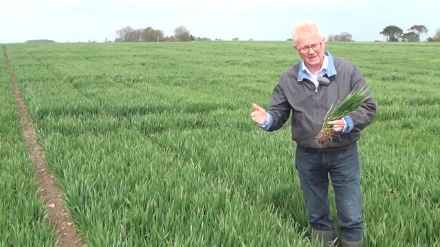 Septoria I Vinterhvede