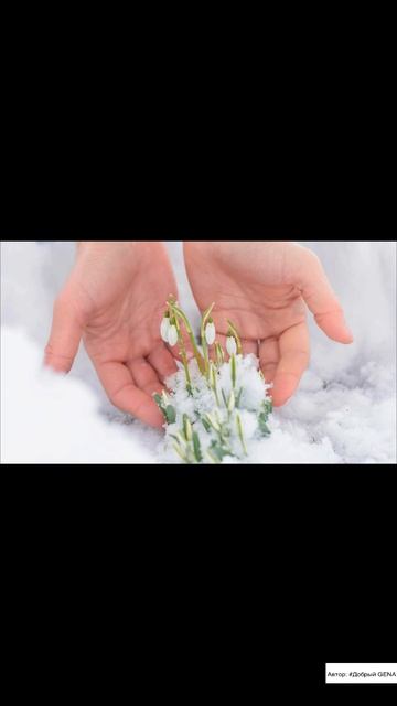 Стих Доброго Gena “Зимний цветок”