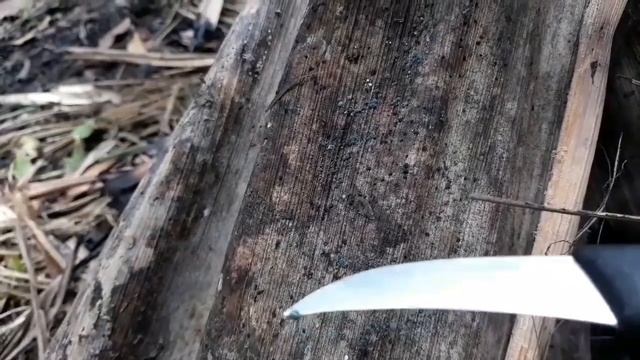 Mudah Membuat Biang F0 Jamur TRICHODERMA