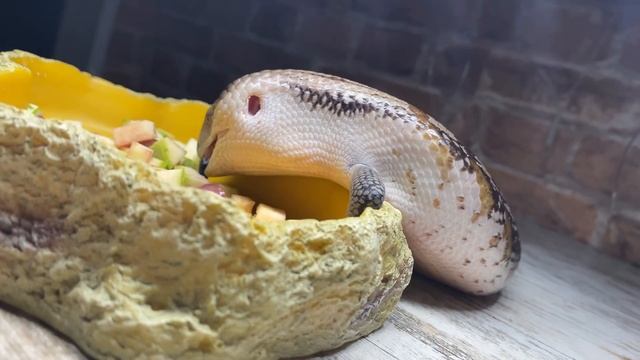 Tiliqua Intermedia / синеязыкий сцинк Индиго